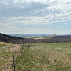 支流のコイ釣り