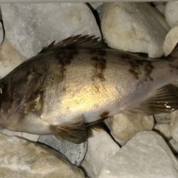 りんくうメバル釣り