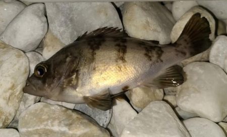 りんくうメバル釣り