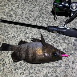 空「たか」ちゃんアジング大会