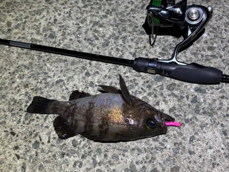 空「たか」ちゃんアジング大会