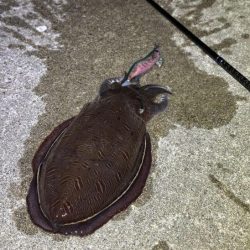 姫路で夕朝マヅメのエギングチャレンジ！