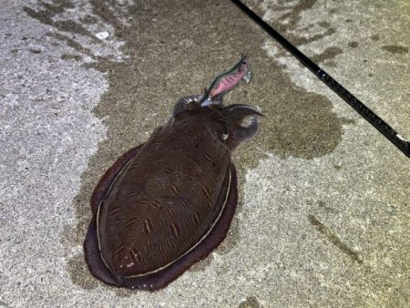 姫路で夕朝マヅメのエギングチャレンジ！