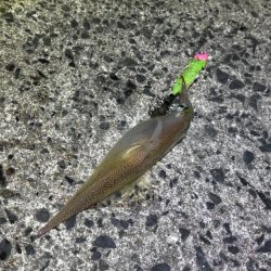 ヤリイカ終盤｜まだ釣れそうだけどラスト釣行！