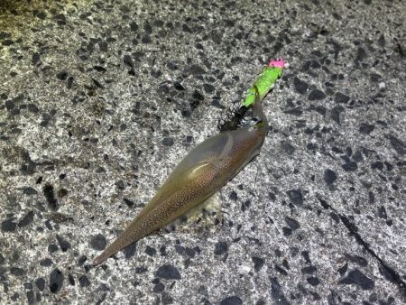 ヤリイカ終盤｜まだ釣れそうだけどラスト釣行！