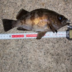 ゴールデンウィーク