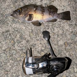 満月メバリング