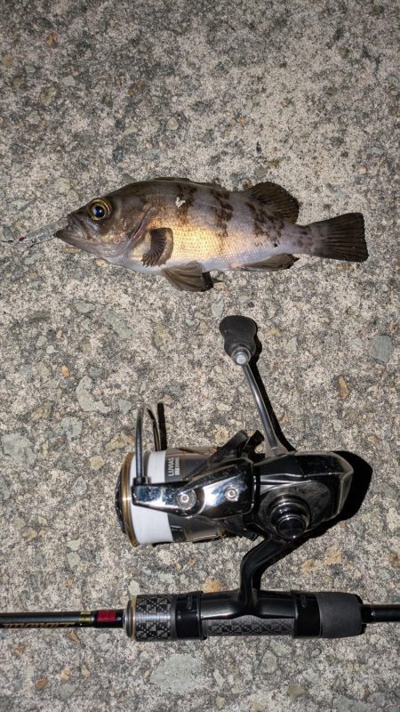 満月メバリング