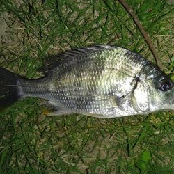 招かれざるお魚。