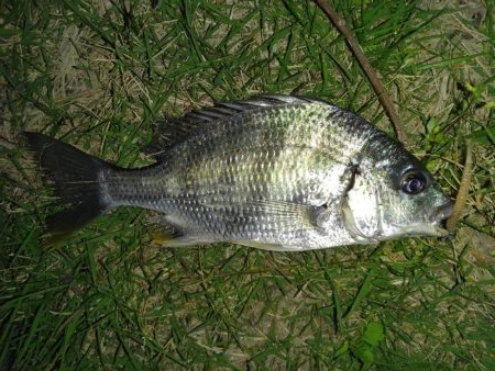 招かれざるお魚。