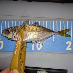 ヒラメとアジング