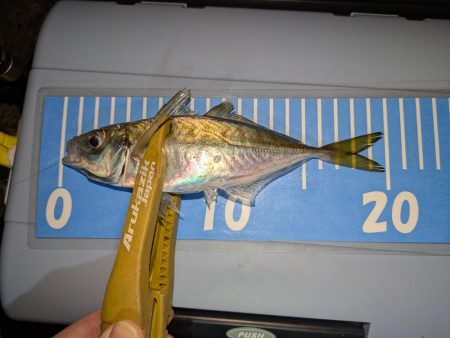 ヒラメとアジング