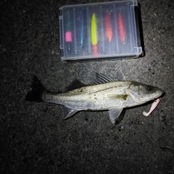 フッコ5匹(38～40cm)