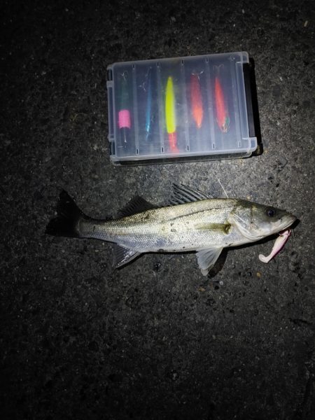 フッコ5匹(38～40cm)