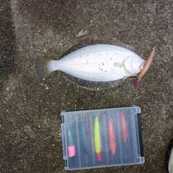 久しぶりのヒラメ