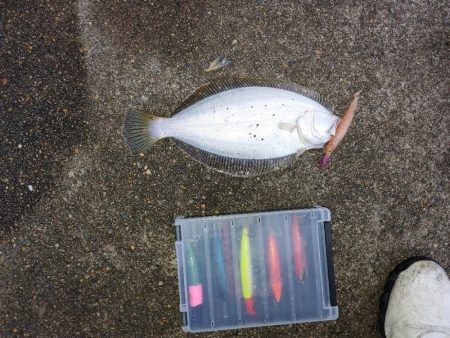 久しぶりのヒラメ