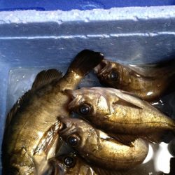 初めてのメバリング