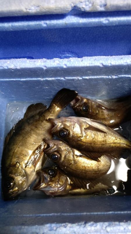 初めてのメバリング