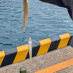 日本海でアジ探し