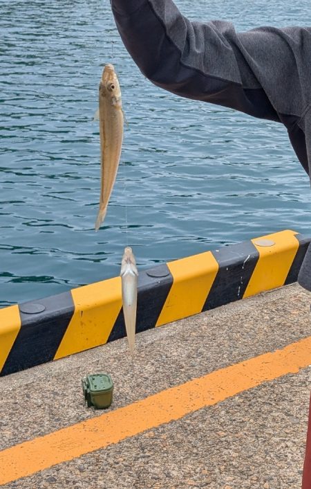 日本海でアジ探し