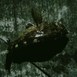 夜メバリング失敗