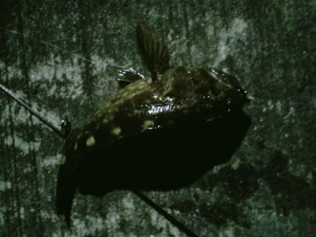 夜メバリング失敗