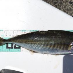 まだまだ釣れない