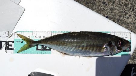 まだまだ釣れない