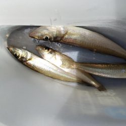 キス開幕。多分。