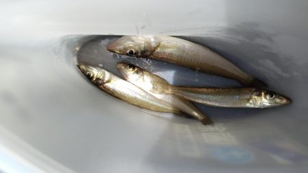 キス開幕。多分。