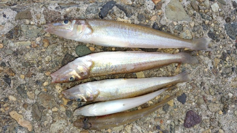 キスらしいアタリ