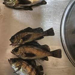 メバルの活性もう終わり？？