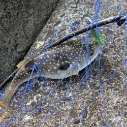 今年初シーバス