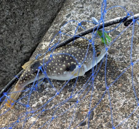 今年初シーバス