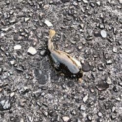 フグガシラフェスティバル！メバルは、、、