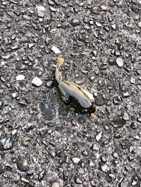 フグガシラフェスティバル！メバルは、、、