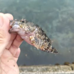 ガシラ鯵ハゼフグ