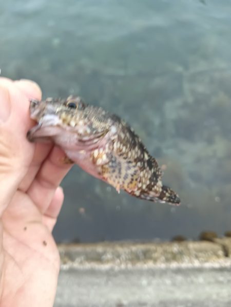 ガシラ鯵ハゼフグ