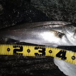 バレるバレる…