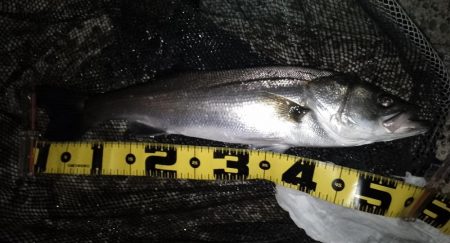 バレるバレる…