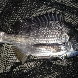 岸壁ノックテクトロでヒット