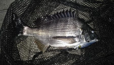 岸壁ノックテクトロでヒット