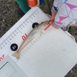 苅屋海岸のキス釣り