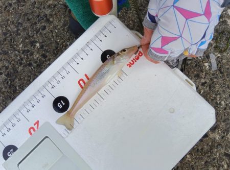 苅屋海岸のキス釣り