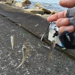 苅屋海岸のキス釣り