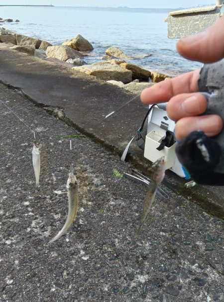 苅屋海岸のキス釣り