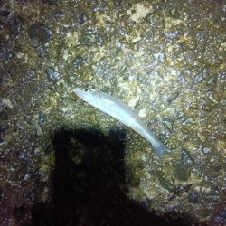 苅屋海岸のキス釣り