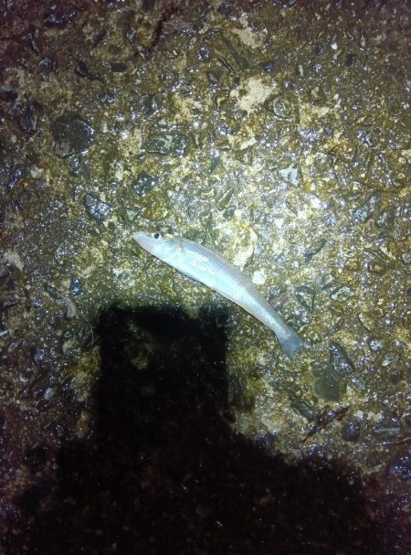 苅屋海岸のキス釣り