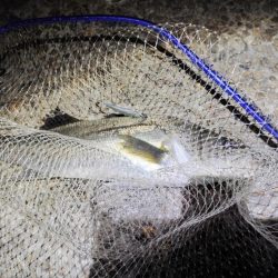 11カ月ぶりの60UP💦