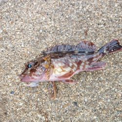 仮屋、サビキ釣り